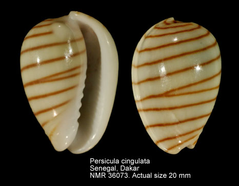 Persicula cingulata.jpg - Persicula cingulata(Dillwyn,1817)